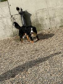 Bovaro del Bernese di 2 anni senza pedigree