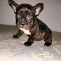 Cuccioli di Bulldog francese