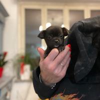 Cucciolo chihuahua nero/bianco