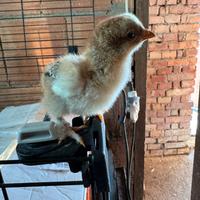 Pulcini Brahma perniciato maglie nere