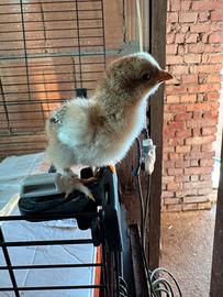 Pulcini Brahma perniciato oro maglie nere