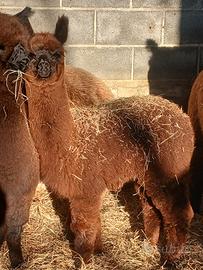 Alpaca e lama