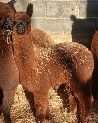 Alpaca e lama