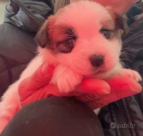 Cuccioli jack russell pedigree