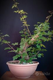 Acero campestre (Acer campestre)