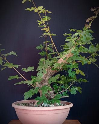 Acero campestre (Acer campestre)