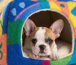 Bulldog francese