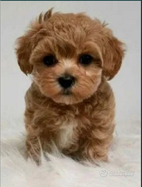 Maltipoo toy