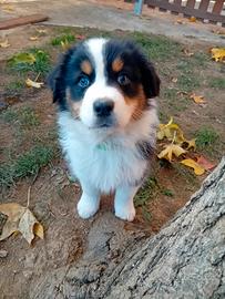 Australian sheepard black tricolor con pedigree