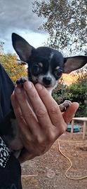 Chihuahua mini femmine e maschi