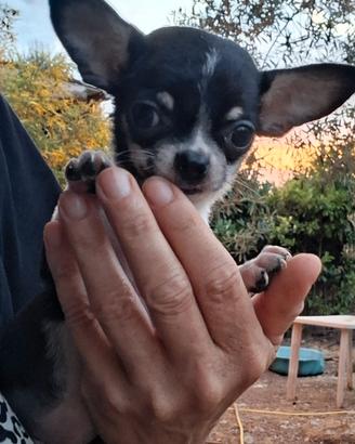 Chihuahua mini femmine e maschi
