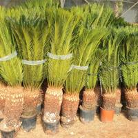 Cycas esemplari in vasi di coltivazione