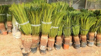 Cycas esemplari in vasi di coltivazione