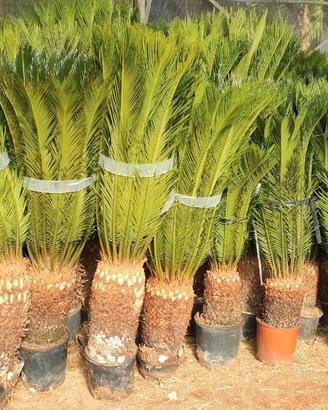 Cycas esemplari in vasi di coltivazione