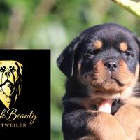 Rottweiler cuccioli