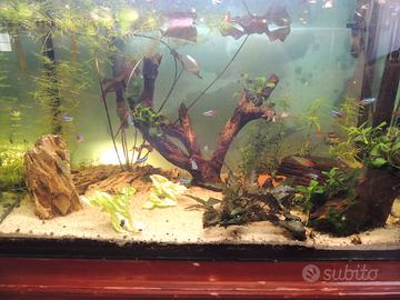 acquario 160 litri
