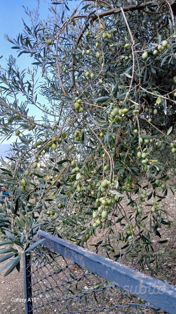 terreno attivato ad uliveto e rudere - Vista 2