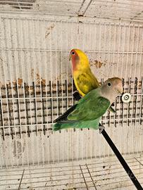Inseparabili