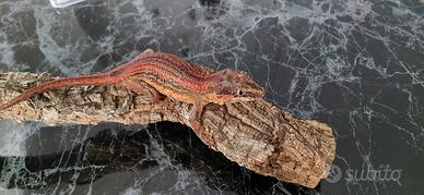 geco auriculatus 