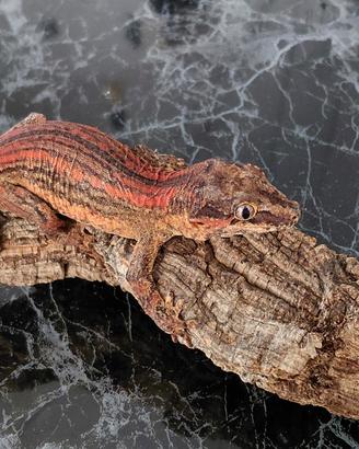 geco auriculatus 