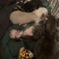 Cuccioli di gatto siberiano ipoallergenico