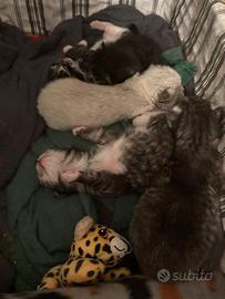 Cuccioli di gatto siberiano ipoallergenico