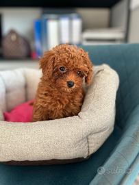 Cucciola barboncina toy red