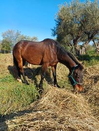 Cavalla