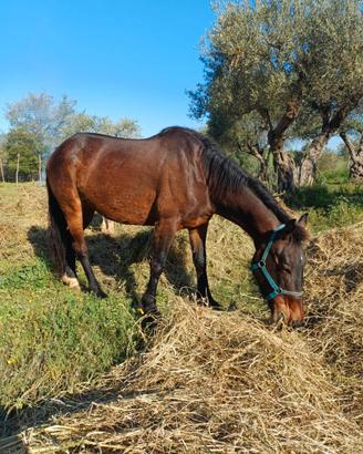 Cavalla