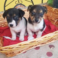 Cuccioli di Jack Russell