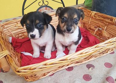Cuccioli di Jack Russell