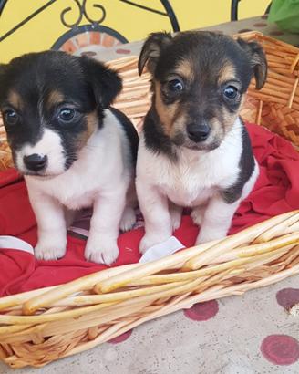Cuccioli di Jack Russell