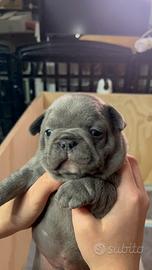 Bulldog Francese