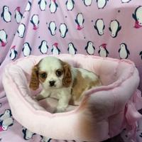 Cavalier King Charles Spaniel Blenheim cuccioli