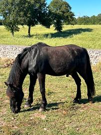 Cavallo
