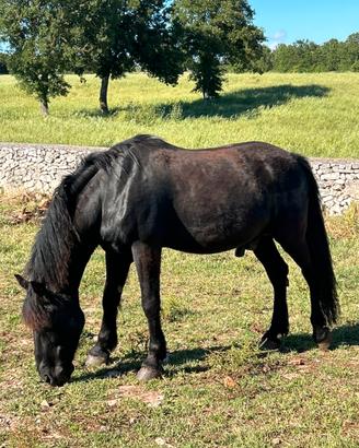 Cavallo