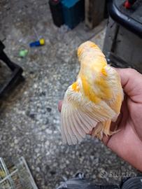 Canarina femmina