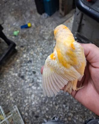 Canarina femmina