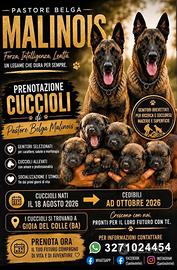 Pastore belga malinois