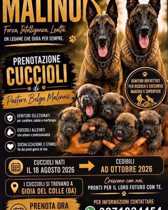 Pastore belga malinois