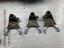 Immagine 14