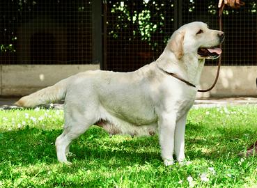 Cuccioli Labrador a prezzo eccezionale