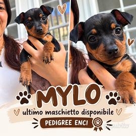 Cuccioli pinscher nano