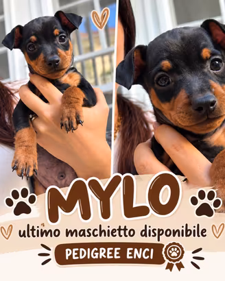 Cuccioli pinscher nano