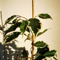 pianta artificiale ficus exotica 