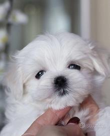 Cuccioli di Maltese con pedigree