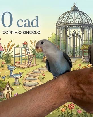 Inseparabili allevati a mano