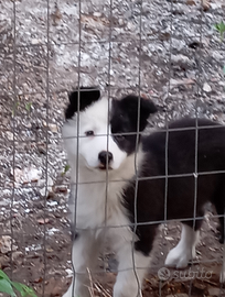 Border collie