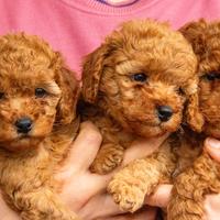 Cuccioli Barboncino nati il 04/12/2025