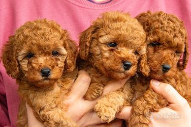 Cuccioli Barboncino nati il 04/12/2025